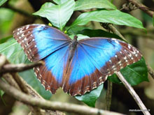 Morpho métallisé bleu - Costa Rica